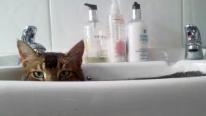 Cat Sitting Wandsworth