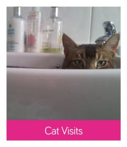 Cat Visit Wandsworth Services