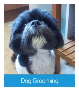 dog grooming Wandsworth