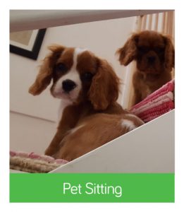Pet Sitting Services
