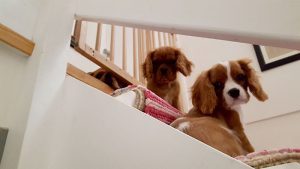 dogs on the stairs