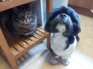 cat and dog