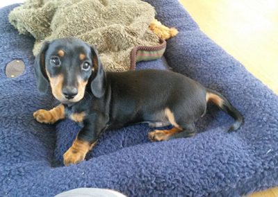 small dog on a cushion
