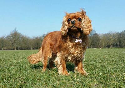 dog looking noble in the park