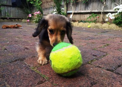 dog with a ball