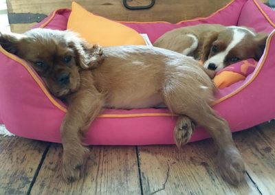 dogs in a basket