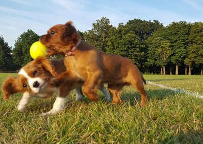 dogs playing ball