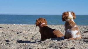 dogs on the beach