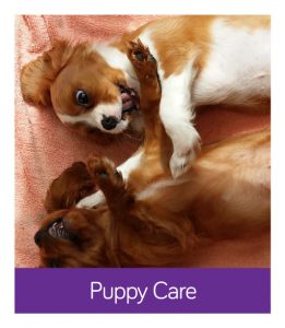 puppy care Wandsworth