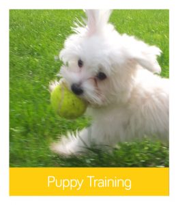 puppy training Wandsworth
