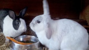 Small Pets