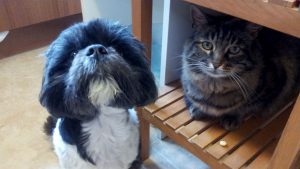 Dog Grooming