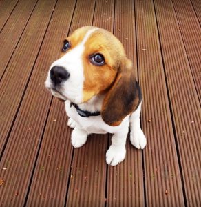 dog grooming Tooting