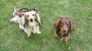 dog walking Wandsworth 2 dogs