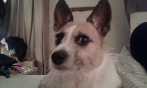 dog looking