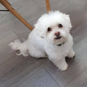 Alfie Andrews dog grooming Wandsworth