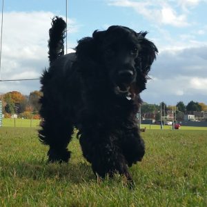 Marple puppy care Wandsworth