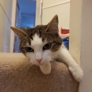 Nelly cat sitting Wandsworth