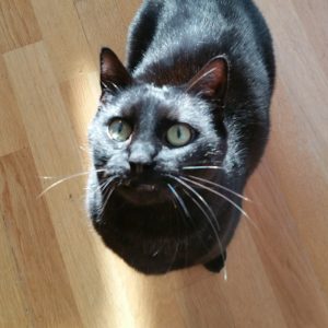 Snoobar cat visits Wandsworth