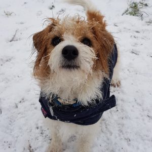 Zorro Pawpairs dog walking Wandsworth