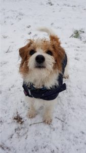 Zorro Pawpairs dog walking Wandsworth in the snow