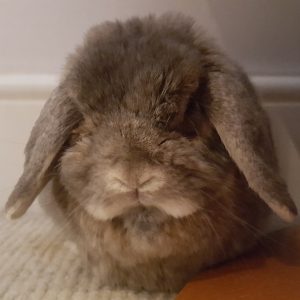 Albishor bunny visits Wandsworth