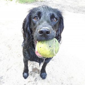 Gertie dog walking Wandsworth