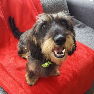 Jeff puppy visits