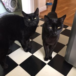 Marley and Mush cat visits Wandsworth