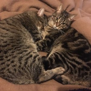 cat sitting Wandsworth Peppa and Ari
