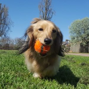 Dixie pawpairs dog walking wandsworth