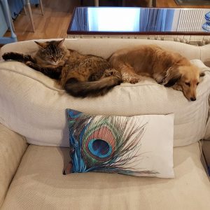 Dixie and Tilly pet sitting cat sitting Wandsworth