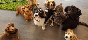 doggy daycare Wandsworth group of dogs