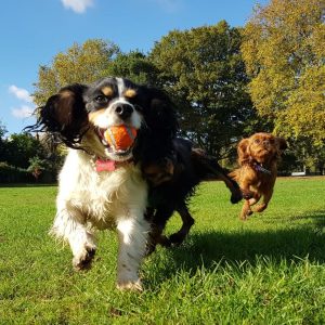 dog walking wandsworth dogs in park