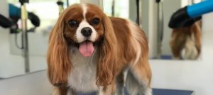 Dog Grooming Wandsworth Rolo