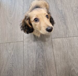 dog looking up