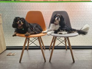 Dog daycare earlsfield dogs on chairs