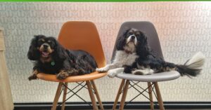 Dog daycare earlsfield dogs on chairs