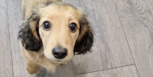 dog looking up close up