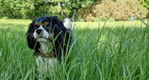 dog walking Wandsworth