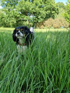 dog walking Wandsworth dog in park portrait