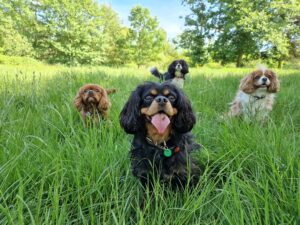 dog walking Wandsworth