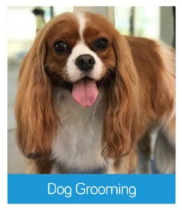 dog grooming Wandsworth