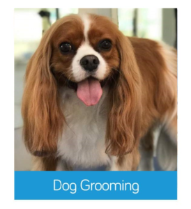 dog grooming Wandsworth