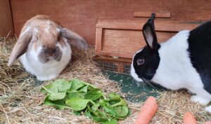 pet visits Wandsworth