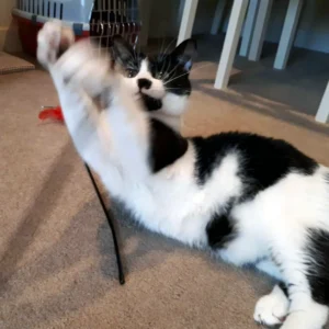 Cat sitter Wimbledon playful cat
