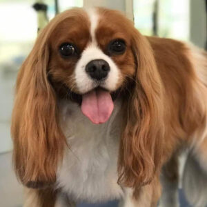 Rolo dog grooming Wandsworth