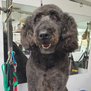 dog grooming Earlsfield black dog