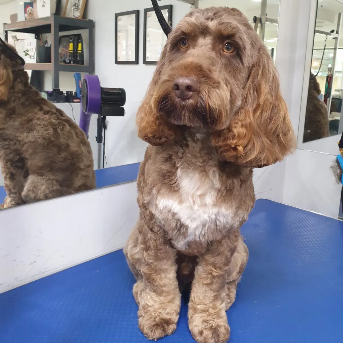 dog grooming Southfields