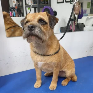dog grooming terrier